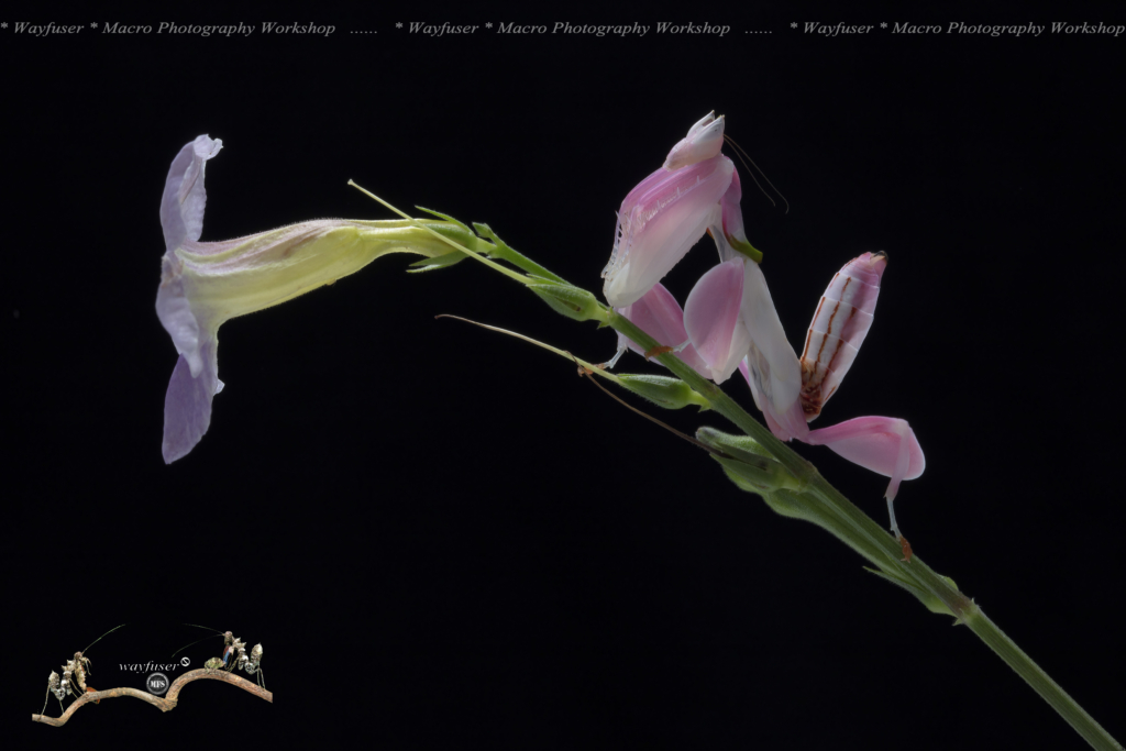 Bọ ngựa hoa lan màu hồng phấn. (Ảnh do anh Pang Way cung cấp)