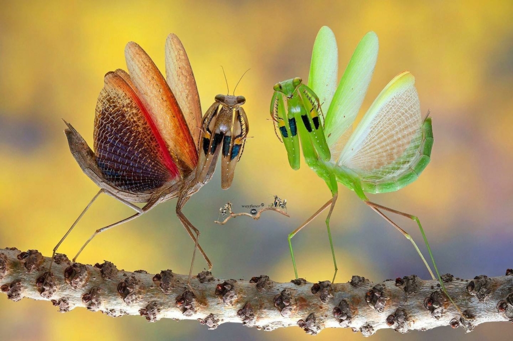 (Ảnh do anh Pang Way cung cấp）