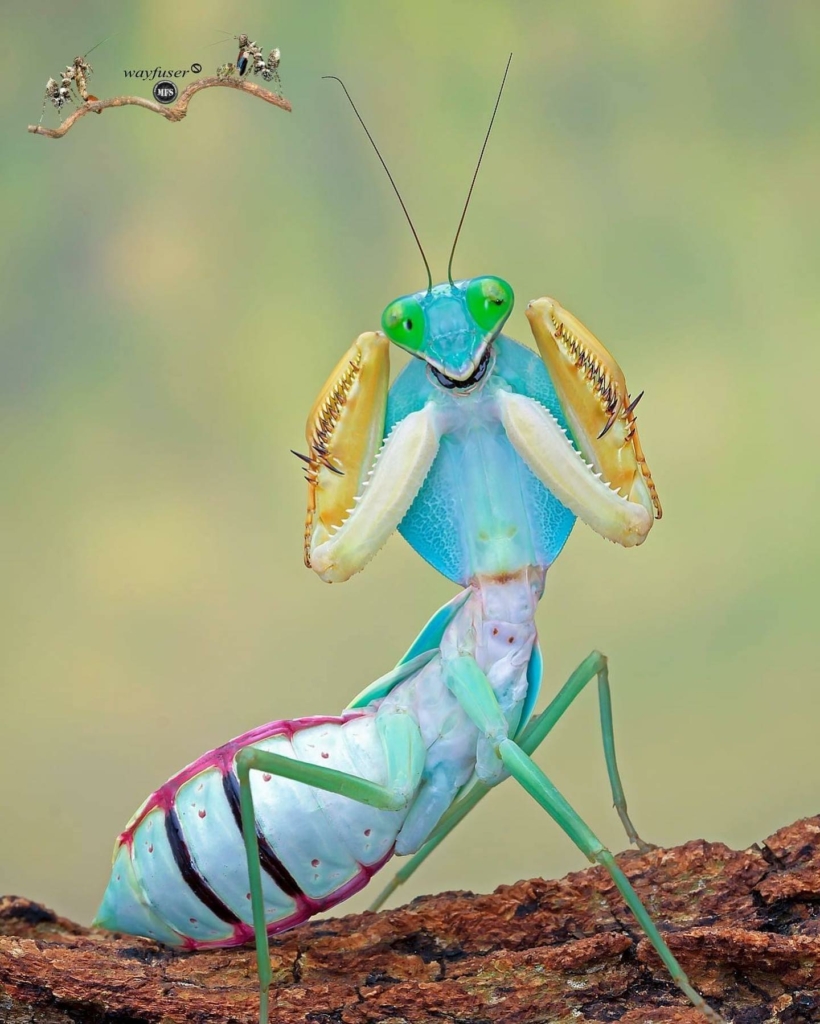 (Ảnh do anh Pang Way cung cấp)