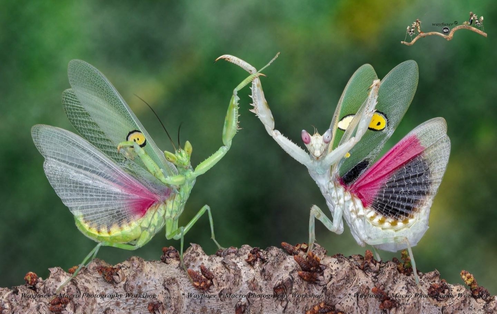 (Ảnh do anh Pang Way cung cấp)