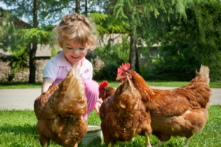 Việc nuôi gà đã trở nên phổ biến hơn. (Ảnh: Fotokostic/Shutterstock)