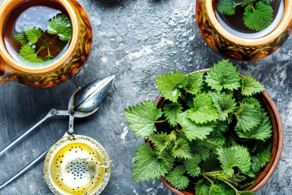 Trà tầm ma từ lâu đã được ca ngợi vì mang lại lợi ích sức khỏe. (Ảnh: Lunov Mykola/shutterstock)