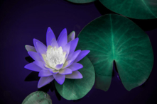 Hoa sen. (Ảnh:Shutterstock)