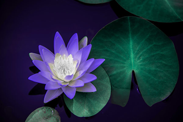 Hoa sen. (Ảnh:Shutterstock)