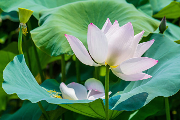 Hoa sen. (Ảnh: Vương Gia Ích/Epoch Times)