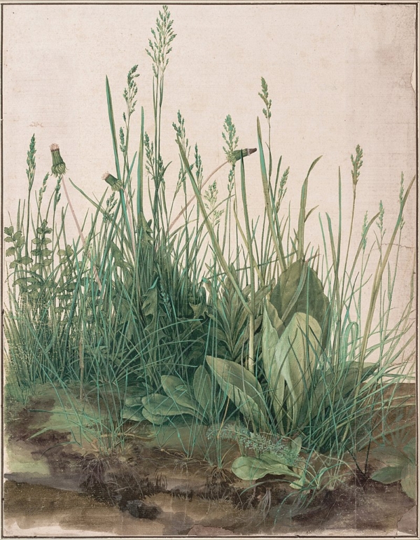 Tác phẩm “A Great Piece of Turf” (Góc sân cỏ xinh đẹp) của họa sĩ Albrecht Durer, vẽ năm 1503. Màu nước và màu gouache trên giấy, dán trên bìa cứng, kích thước: 16 inch x 12-3/8 inch (~40cm x 31.4cm). Bảo tàng Albertina, Vienna. (Ảnh: Tài liệu công cộng)