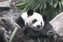 Các sở thú Mỹ trả lại gấu trúc lớn cho Trung Quốc, khép lại chính sách ‘ngoại giao gấu trúc’ của Bắc Kinh