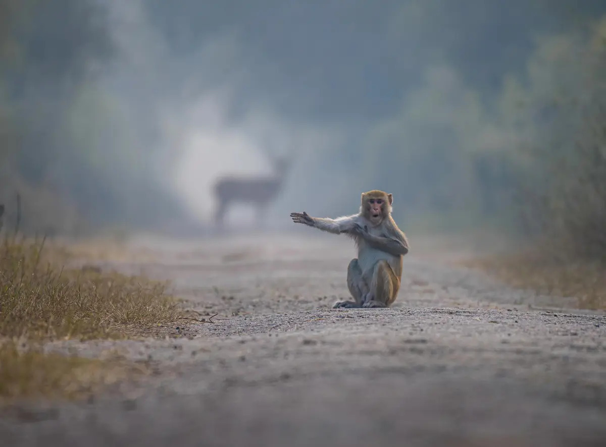 Rẽ phải! (Ảnh: Pratick Mondal/Comedy Wildlife Photography Awards 2023)