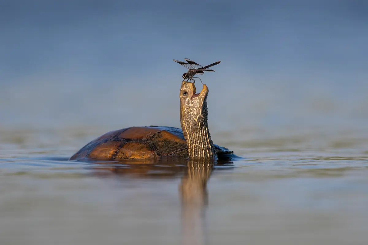 Chú rùa vui vẻ. (Ảnh: Tzahi Finkelstein/Comedy Wildlife Photography Awards 2023)