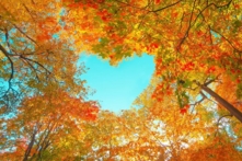 Vì sao lá cây đổi màu vào mùa thu?