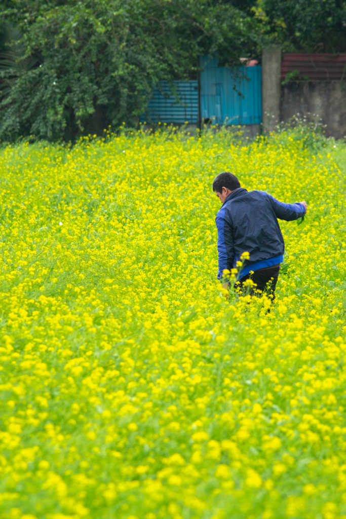 Mùa hoa cải ven sông - sắc vàng mê mải trong ký ức tuổi thơ