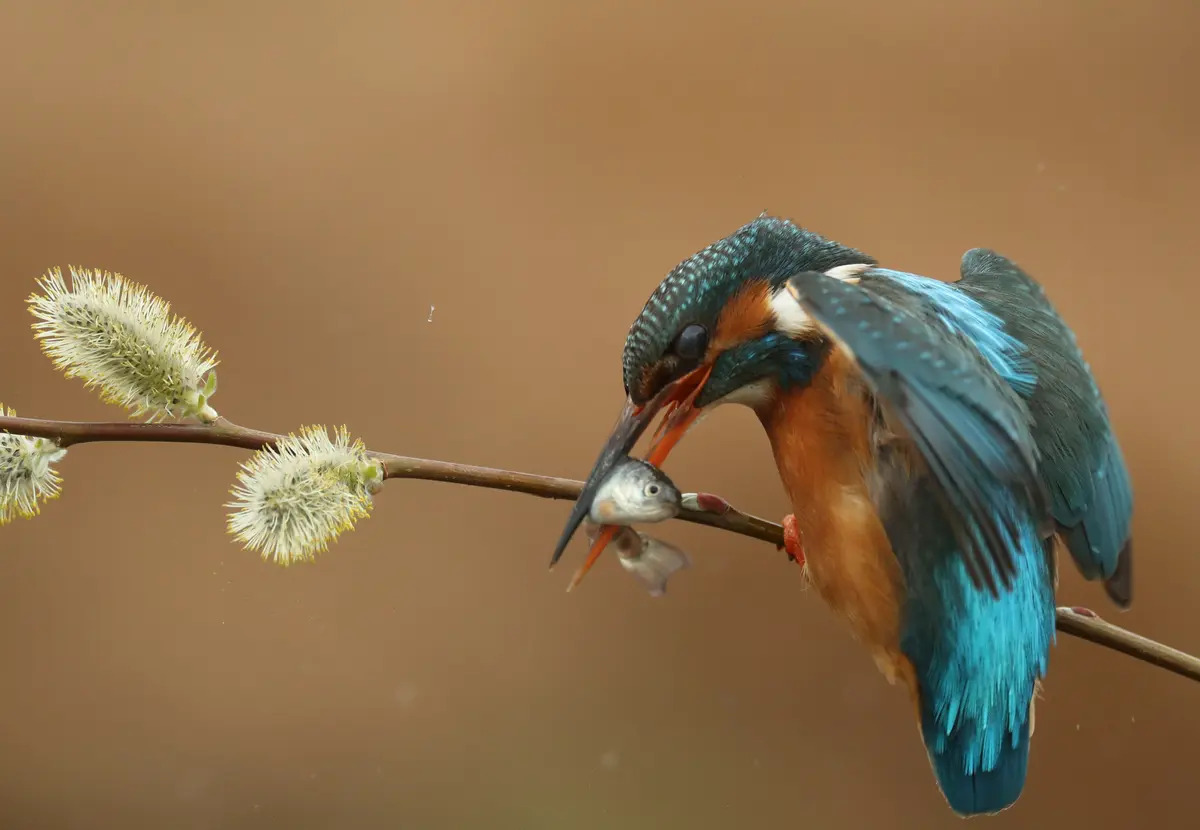 (Ảnh: Robert E. Fuller)