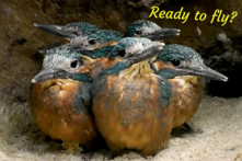 Để một chú chim bói cá con có đủ can đảm thực hiện chuyến bay đầu tiên, cần rất nhiều sự kiên nhẫn và động viên từ chim bố. (Ảnh: Robert E. Fuller)