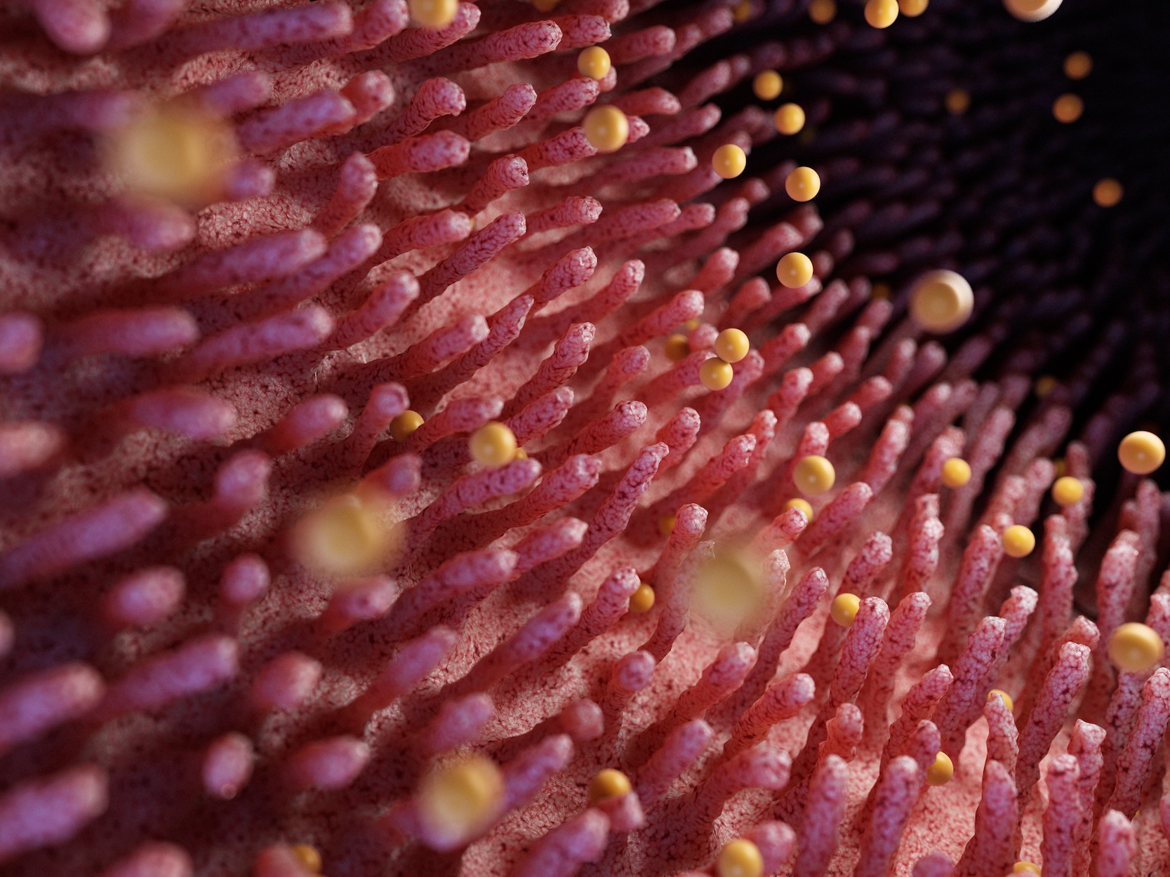 Gluten có khả năng phá vỡ niêm mạc ruột do không bị phân hủy hoàn toàn trong đường tiêu hóa. (Ảnh: Shutterstock)