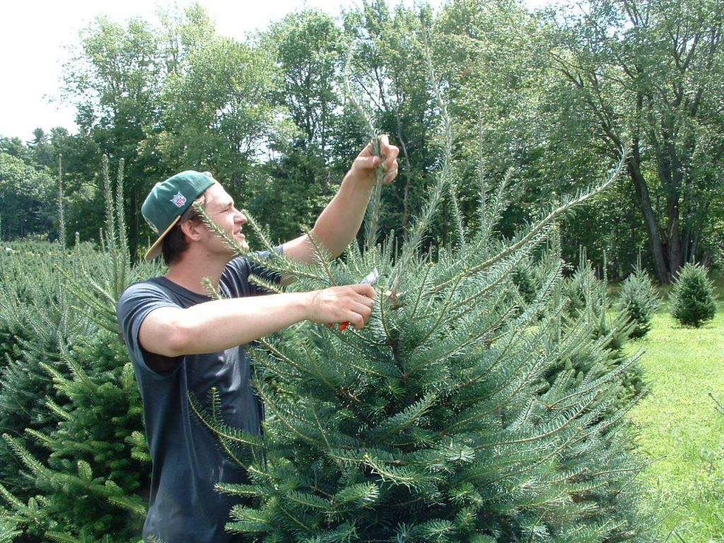 Một người đàn ông cắt tỉa cây trước mùa Giáng Sinh tại một trang trại cây ở Maine. (Ảnh: Được đăng dưới sự cho phép của Hiệp hội Cây Giáng Sinh Maine)