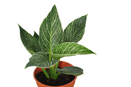 Cây Trầu bà Đế vương (Philodendron Birkin) là loại cây cảnh cao cấp trồng trong nhà, sống tốt trong bóng râm mát, rất dễ chăm sóc. (Ảnh: Shutterstock)