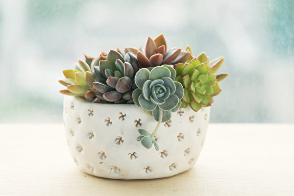 Cây Sen đá (Echeveria) cần ánh sáng mạnh, đặc biệt chịu hạn tốt, dễ chăm sóc. Về nguyên tắc có thể để mặc chúng không cần quan tâm, đến khi cần tưới nước chỉ tưới một ít là được. (Ảnh: Shutterstock)