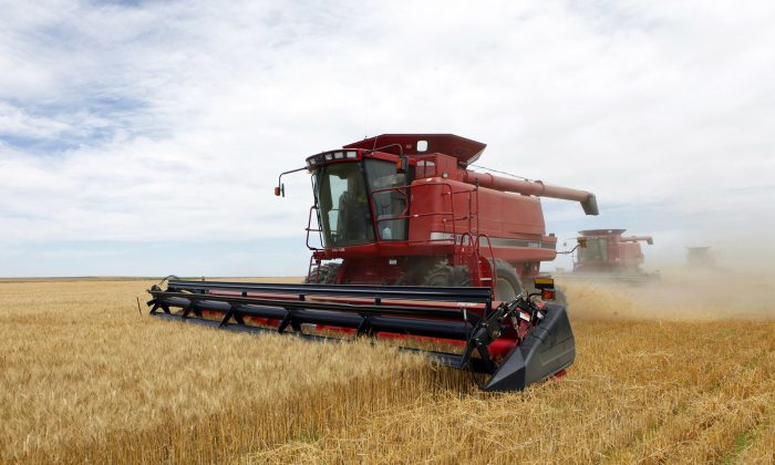 Ba máy liên hợp thu hoạch lúa mì mùa đông tại một trang trại gần Roggen, Colorado hôm 09/07/2009. (Ảnh: Ed Andrieski/AP Photo)