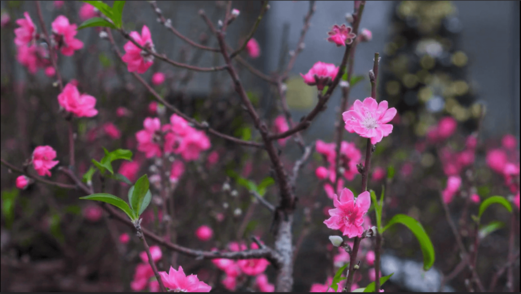 Tết Hà Nội có vội lắm không?