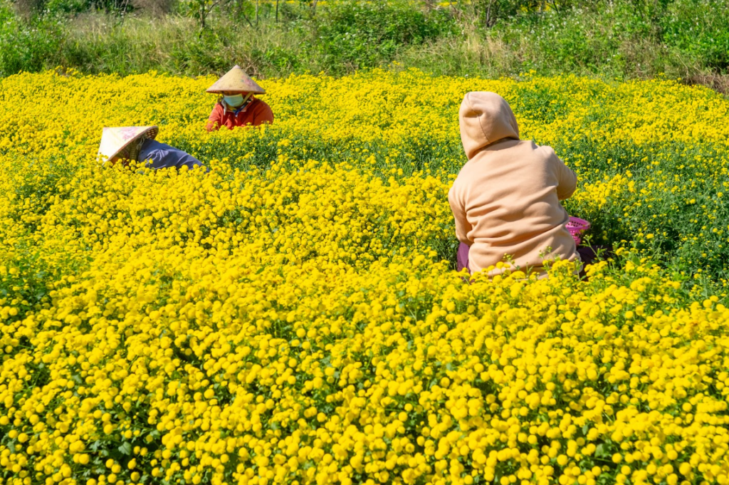 Hoa cúc chi - Trà vàng tiến vua