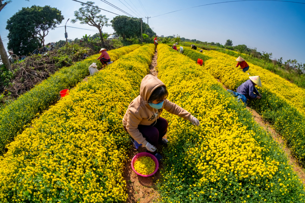 Hoa cúc chi - Trà vàng tiến vua