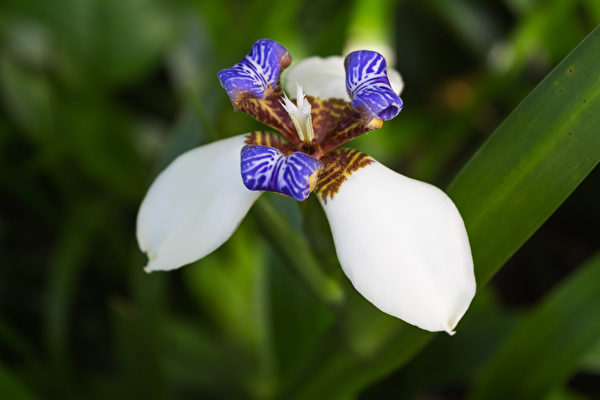 Hoa Diên vỹ Brazil xinh đẹp thu hút ánh nhìn. (Ảnh: Shutterstock)