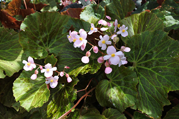 Hoa Hải đường hương thơm ngào ngạt (Ảnh: Shutterstock)