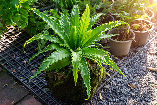 Lá của cây Dương xỉ tổ chim sau khi phát triển xong sẽ khá lớn. (Ảnh: Shutterstock)