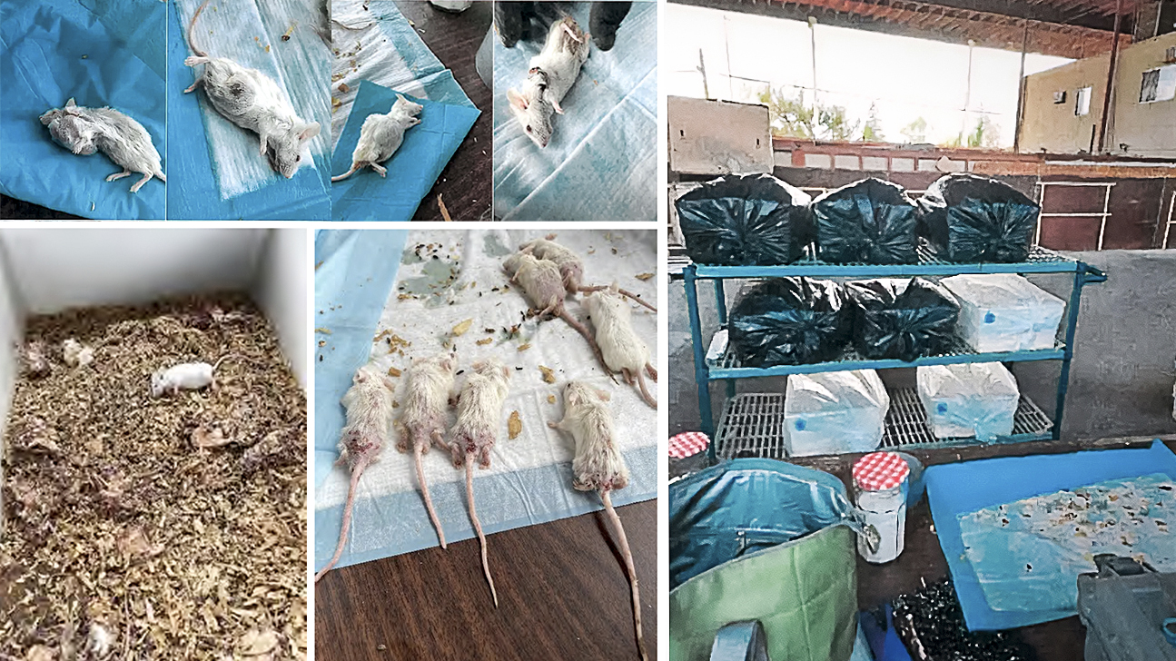 Phòng thí nghiệm sinh học chứa khoảng 1,000 con chuột biến đổi gene trong điều kiện sống chật chội, vô nhân đạo. (Ảnh: Sở Y tế Công cộng Quận Fresno/Cơ quan Giám sát Tư pháp, Thành phố Reedley)