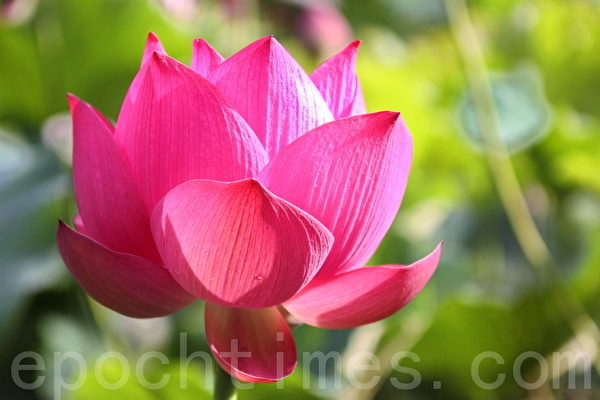 Thầy thuốc kể chuyện: Bệnh Rắn bay