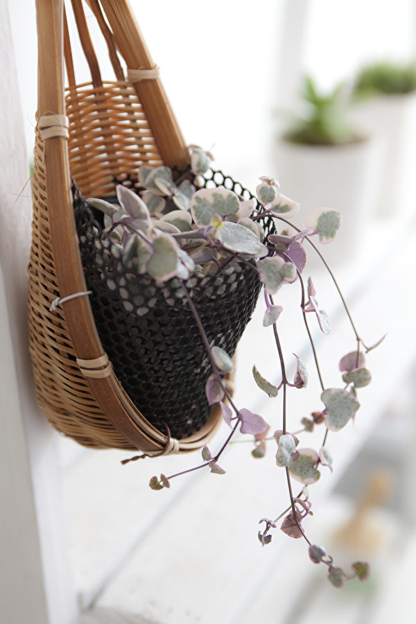 Vì những chiếc lá trông giống với hình trái tim, nên nó được đặt tên là cây Chuỗi Lá Tim. (Ảnh: Shutterstock)