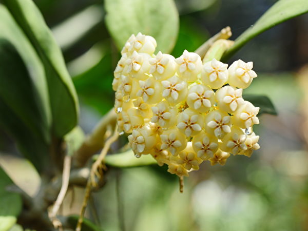 Cây Cầu Lan là cây rất được ưa chuộng trong năm nay. Nó có rất nhiều loài và có thể trồng theo kiểu treo. Cầu Lan chịu được môi trường khô hanh. Hoa của nó không những xinh đẹp mà còn có hương thơm ngào ngạt. Ảnh: Shutterstock)