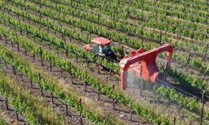 Một máy kéo phun thuốc trừ sâu ở Thung lũng Napa, California (Ảnh: bonandbon/Shutterstock)