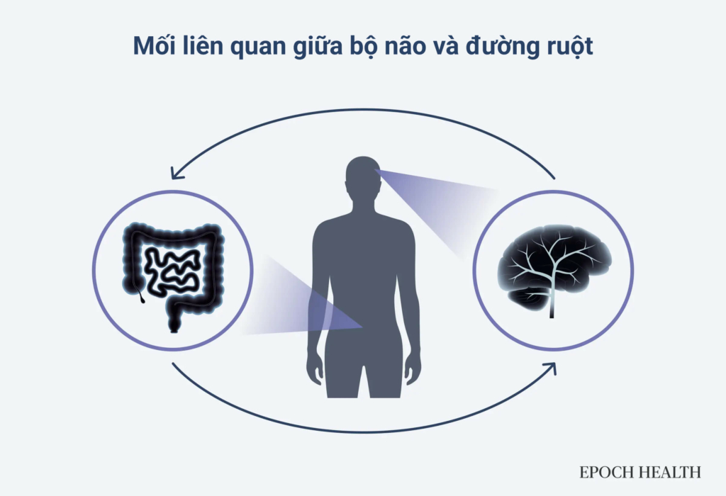 Đường ruột và bộ não thường xuyên giao tiếp với nhau, với vô số các hợp chất và vi sinh vật ảnh hưởng đến mối quan hệ tương hỗ phức tạp này. (Ảnh minh họa: The Epoch Times, Shutterstock)