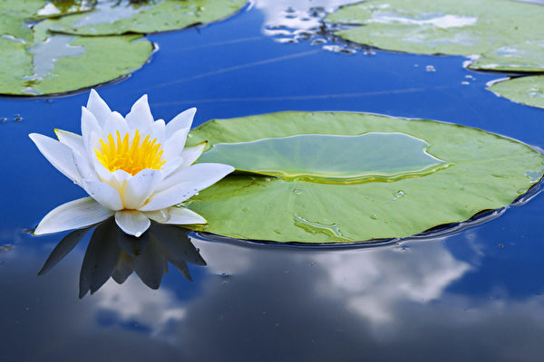 Hoa sen (Ảnh: Fotolia)