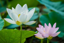 Hoa sen (Ảnh: Vương Gia Ích/Epoch Times)