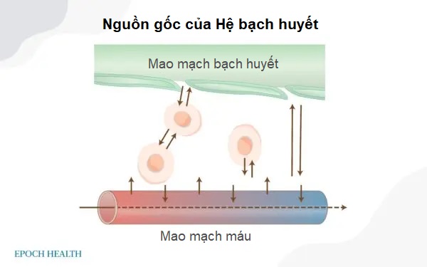 Phù nề vùng nách có thể là dấu hiệu tắc nghẽn hệ bạch huyết
