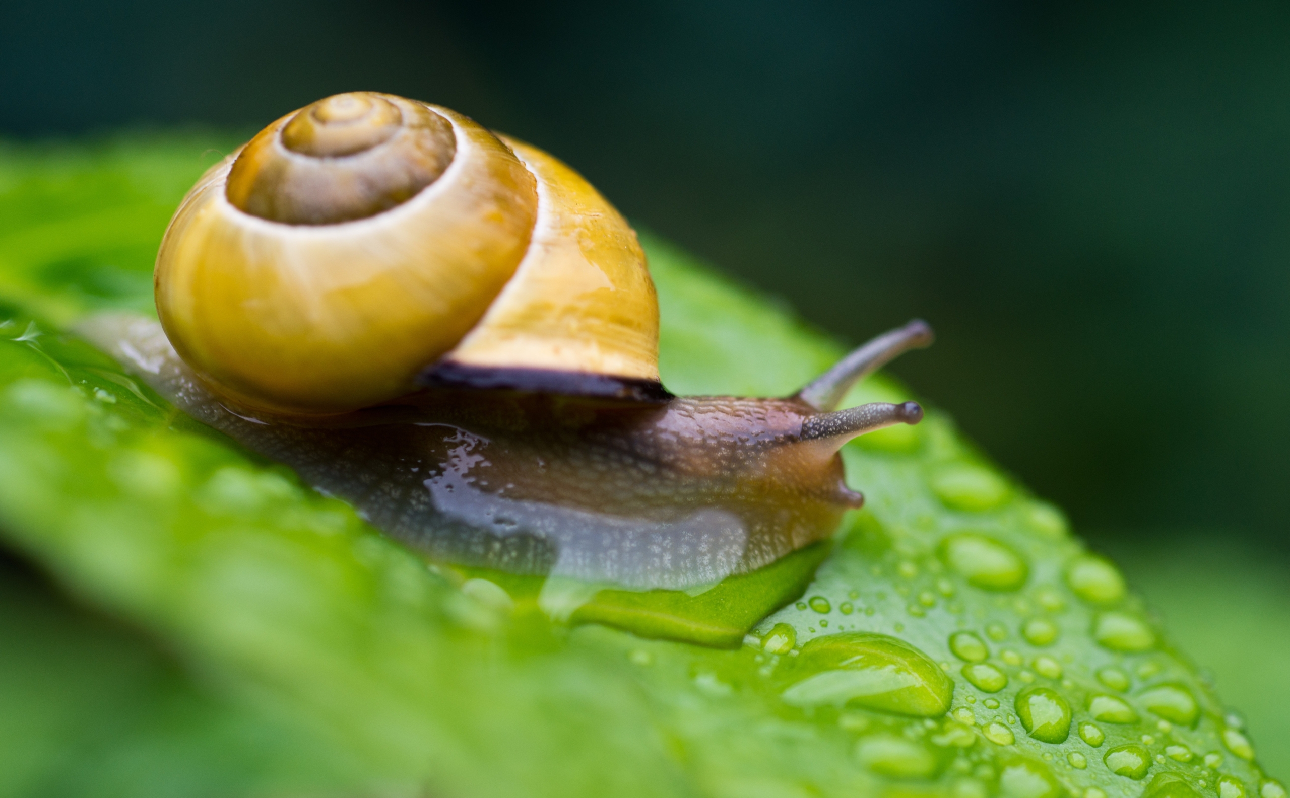 Hình ảnh Ốc sên (Ảnh: PATRICK PLEUL/DPA/AFP via Getty Images)
