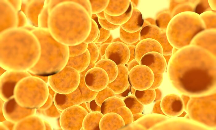 (Ảnh: Pavel Chagochkin/Shutterstock)