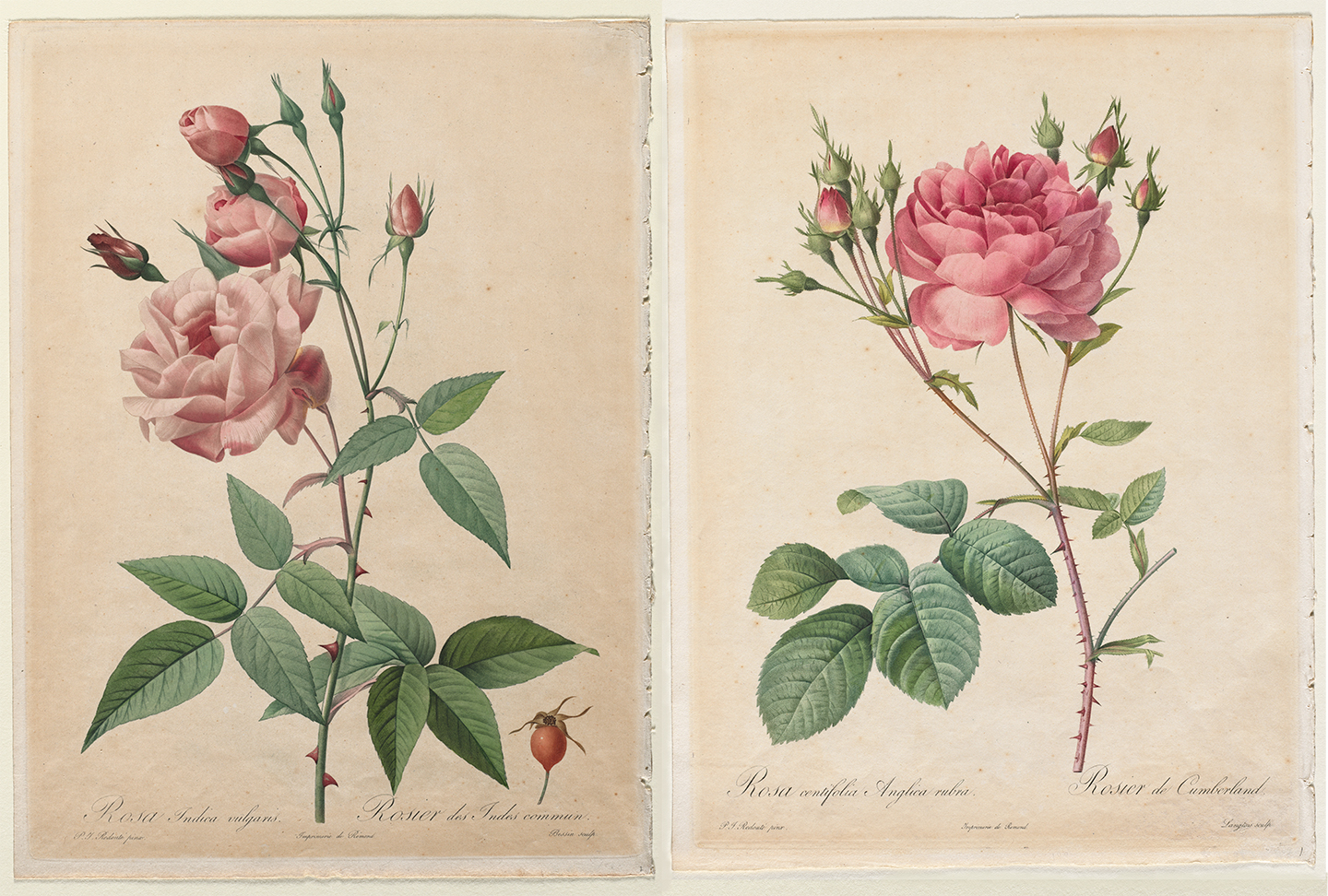 Hai bản tô màu thủ công: “The Roses: China or Bengal Rose” (Hoa hồng: Hồng Trung Quốc hay Hồng Bengal) (trái), và “Rosa Centifolia Anglica Rubra” (Hồng Rosa Centifolia Anglica Rubra), năm 1817–1824, của họa sỹ Henry Joseph Redouté trong tác phẩm “Les Roses.” Bảo tàng Nghệ thuật Cleveland. (Ảnh: Tư liệu công cộng)