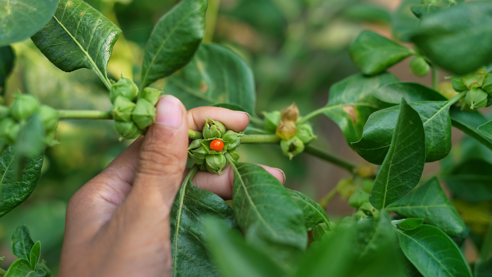 (Ảnh: Azay photography/Shutterstock)