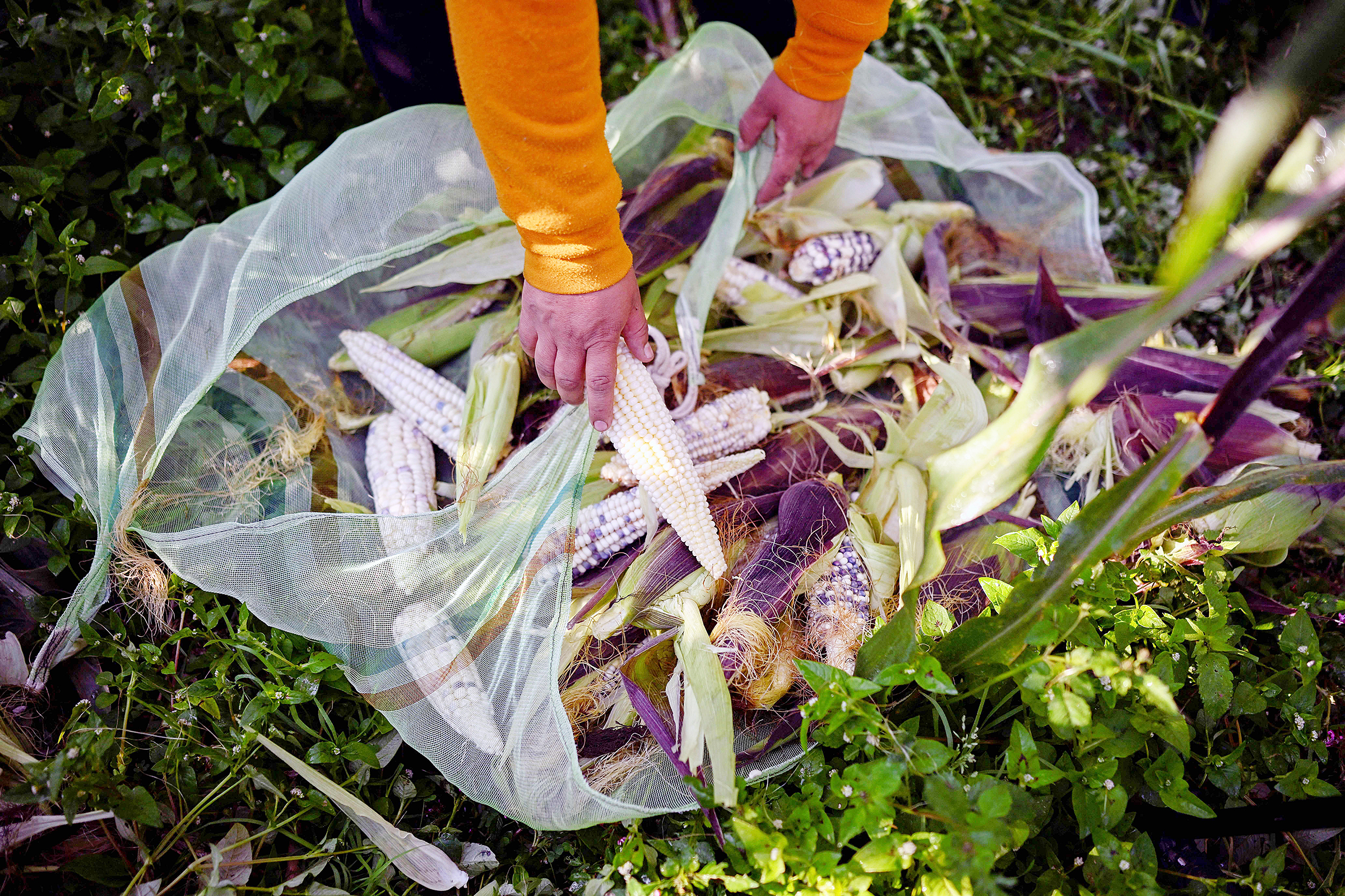 Bắp được trồng trên đất chung ở khu San Miguel Xicalco, Mexico City, vào ngày 04/10/2022. Mexico trồng nhiều giống bắp bản địa. (Ảnh: Alfredo Estrella/AFP qua Getty Images)