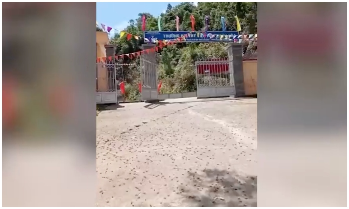 châu chấu ở Lạng Sơn