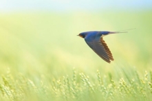 Có một lý do khác khiến phi yến đến kết duyên. (Ảnh: Shutterstock)