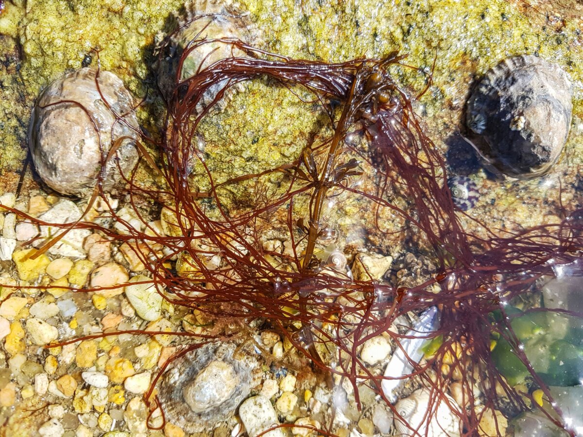 Rong sụn Jamaica. (Ảnh: arousa/Shutterstock)