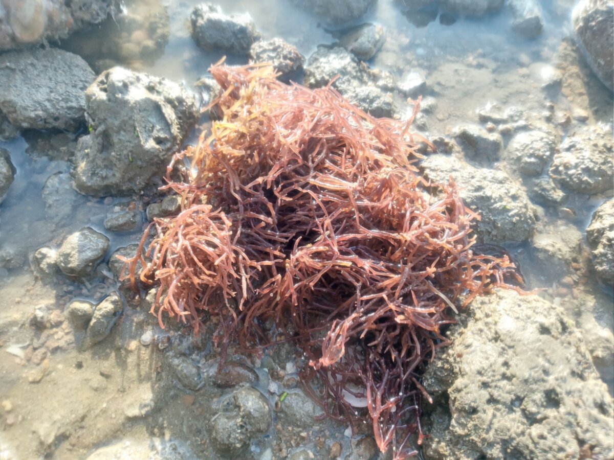 Rong sụn Eucheuma cottonii. (Ảnh: Afifa Asri/Shutterstock)