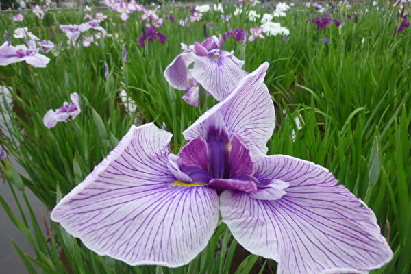 Cây và hoa Xương bồ nở trong dịp Tết Đoan Ngọ (Ảnh: Dung Nãi Gia/The Epoch Times)