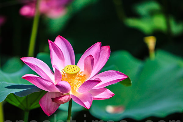 Hoa sen (Ảnh: Trịnh Thuận Lợi/The Epoch Times)