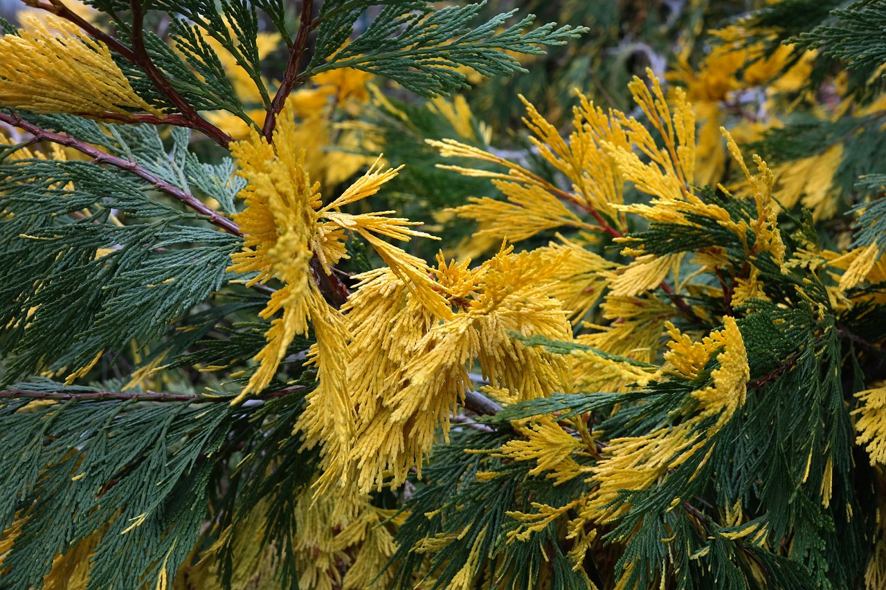 Cây hương bách. (Ảnh: Pixabay)