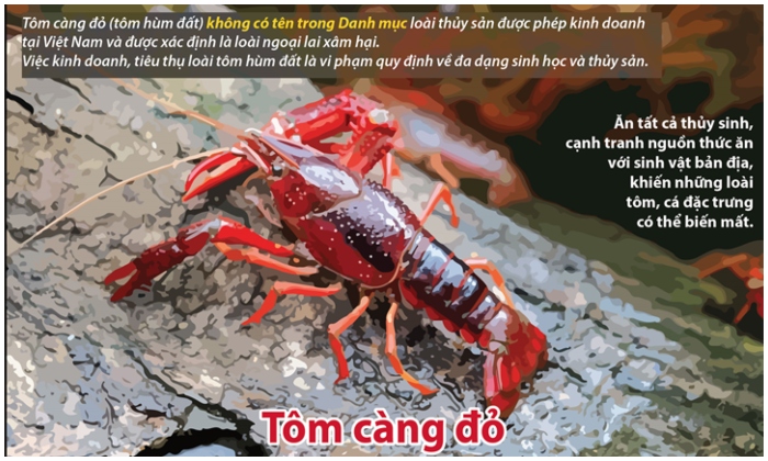 tôm hùm đất